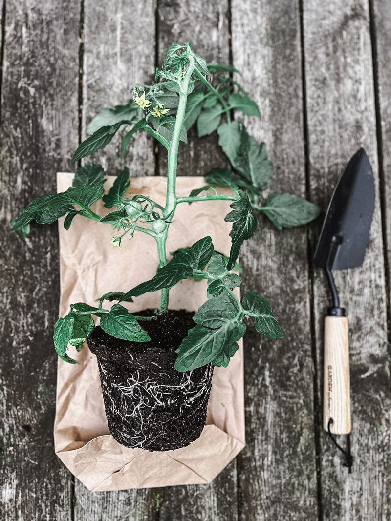 Hand tool Spade Planting